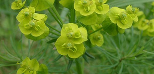 Kutyatej (<i>Euphorbia</i>)
