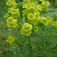 Kutyatej (<i>Euphorbia</i>)