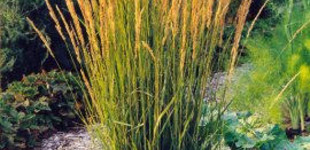 Nádtippan (<i>Calamagrostis x acutiflora</i>)
