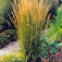 Nádtippan (<i>Calamagrostis x acutiflora</i>)