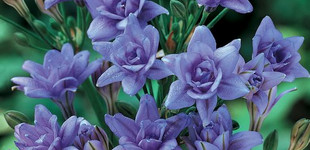 Csillaghagyma (<i>Brodiaea sp.</i>)