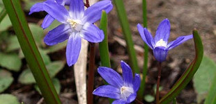 Fehérszemű hófény (<i>Chionodoxa luciliae</i>)