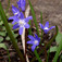 Fehérszemű hófény (<i>Chionodoxa luciliae</i>)