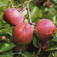 'Kovelit' alma (<i>Malus domestica</i> ''Kovelit'')