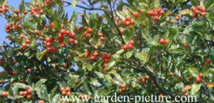 Fényeslevelű galagonya (<i>Crataegus lavallei</i> 'Carrierei')