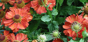 Napfényvirág (<i>Helenium x hybridum</i>)