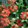 Napfényvirág (<i>Helenium x hybridum</i>)