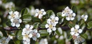 Svéd madárbirs (<i>Cotoneaster dammeri</i> 'Skogholm')