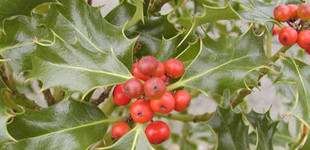 Magyal (<i>Ilex aquifolium</i> 'Alaska')