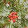 Magyal (<i>Ilex aquifolium</i> 'Alaska')