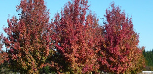 Vöröslevelű kínai körte ill. Callery-körte 'Red Spire' (<i>Pyrus calleryana</i> ''Red Spire'')