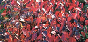 Feketevesszejű som  (<i>Cornus alba</i> 'Kesselringii')