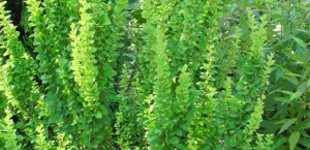 Japán borbolya (<i>Berberis thunbergii</i> 'Erecta')