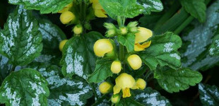 Sárga árvacsalán (<i>Galeobdolon luteum</i> 'Florentinum')