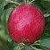 'Resi' alma (<i>Malus domestica</i> ''Resi'')