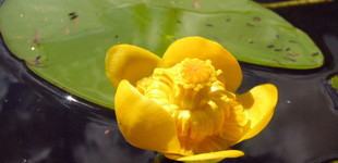 Vízitök (<i>Nuphar luteum</i>)