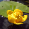 Sárga tavirózsa (<i>Nuphar luteum</i>)