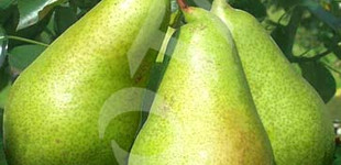 Papkörte (<i>Pyrus communis</i> ''Papkörte'')