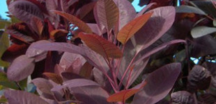 Bíbor cserszömörce (<i>Cotinus coggygria</i> 'Royal Purple')