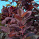 Bíbor cserszömörce (<i>Cotinus coggygria</i> 'Royal Purple')