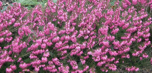 Alpesi erika (<i>Erica carnea</i>)