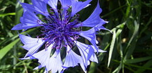 Hegyi búzavirág (<i>Centaurea montana</i>)