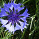 Hegyi búzavirág (<i>Centaurea montana</i>)