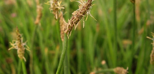 Mocsári ecsetkáka (<i>Eleocharis palustris</i>)