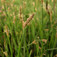 Mocsári ecsetkáka (<i>Eleocharis palustris</i>)