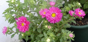 Őszirózsa (<i>Callistephus sinensis</i>)