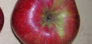 'Téli piros pogácsa' alma (<i>Malus domestica</i> ''Téli piros pogácsa'')