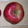 'Téli piros pogácsa' alma (<i>Malus domestica</i> ''Téli piros pogácsa'')
