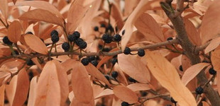 Fűzlevelű fűszercserje (<i>Lindera  glauca var. salicifolia</i>)