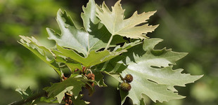 Keleti platán (<i>Platanus orientalis</i>)