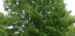 Hegyi juhar (<i>Acer pseudoplatanus</i>)