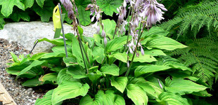 Árnyékliliom (<i>Hosta sp.</i>)