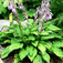 Árnyékliliom (<i>Hosta sp.</i>)