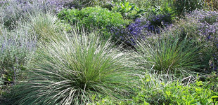 Atlasz csenkesz (<i>Festuca mairei</i>)