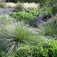 Atlasz csenkesz (<i>Festuca mairei</i>)