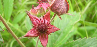 Mocsári pimpó (<i>Comarum palustre</i>)