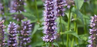  Amerikai izsóp (<i>Agastache sp.</i>)