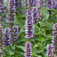  Amerikai izsóp (<i>Agastache sp.</i>)
