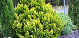 Aranytollú szavára hamisciprus (<i>Chamaecyparis pisifera</i> 'Plumosa Aurea')