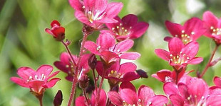 Kőtörőfű (<i>Saxifraga</i>)