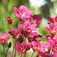 Kőtörőfű (<i>Saxifraga</i>)