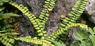 Aranyos fodorka (<i>Asplenium trichomanes</i>)