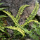 Aranyos fodorka (<i>Asplenium trichomanes</i>)
