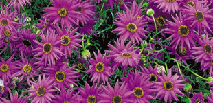 Ausztrál százszorszép (<i>Brachycome iberidifolia</i>)