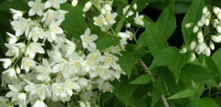 Karcsú gyöngyvirágcserje (<i>Deutzia gracilis</i>)