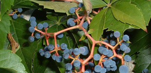 Borostyánszőlő (<i>Parthenocissus quinquefolia</i>)